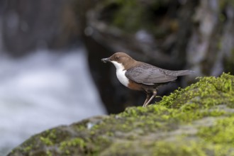 White-throated Dipper (Cinclus cinclus), at a torrent with prey in its beak, Rhineland-Palatinate,