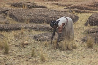 In the south of the country, woman working in the fields, Ethiopia, Africa