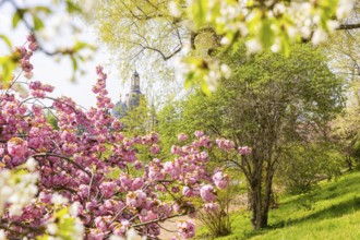 Blossoming cherry trees with a view of the Dresden skyline, Dresden, Saxony, Germany, Europe