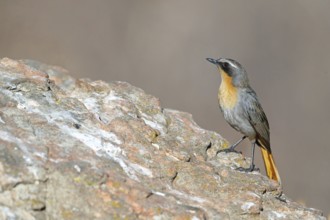 Cossypha caffra, family of flycatchers, Underberg surroundings, Underberg, KwaZulu-Natal, South