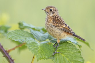 Stonechat, (Saxicola torquata), foraging, female, Eich, Rhineland-Palatinate, Germany, Europe