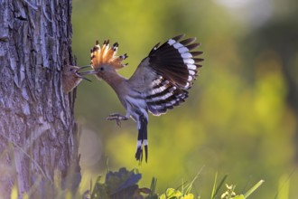 Hoopoe (Upupa epops) Bird of the Year 2022, with beetle larva as prey for the young bird in the