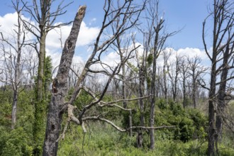 Detroit, Michigan, Dead trees on Belle Isle, an island state park in the Detroit River. The trees