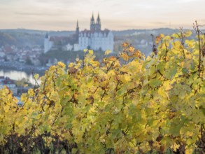 View over Proschwitz vineyard to town Meissen with castle Albrechtsburg, autumn, Germany, Europe