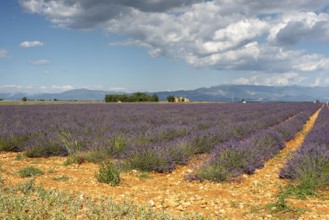 Flowering lavender field (Lavandula angustifolia), Plateau de Valensole, Département