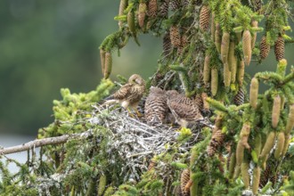 Common kestrel (Falco tinnunculus), female adult bird with fledglings not yet ready to fly in the