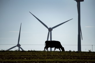 Cows on a pasture, wind farm near Bad Wünneberg, East Westphalia Lippe, North Rhine-Westphalia,