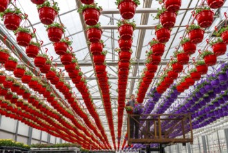 Horticultural business, flower pots, so-called petunia ampel, grow in a greenhouse, under the glass