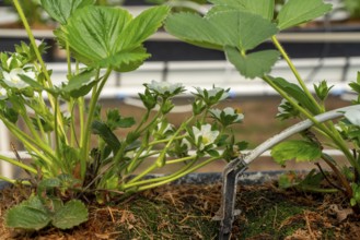 Strawberry cultivation in a greenhouse, young strawberry plants grow up, are individually watered