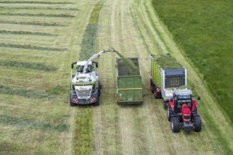 Hay harvest, on a Rhine meadow near Duisburg-Beeckerwerth, a forage harvester picks up the cut