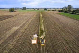 Maize harvest, combine harvester, chopper works its way through a maize field, the silage is pumped