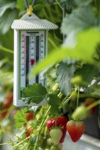 Strawberry cultivation in a greenhouse, young strawberry plants are growing, at different stages of