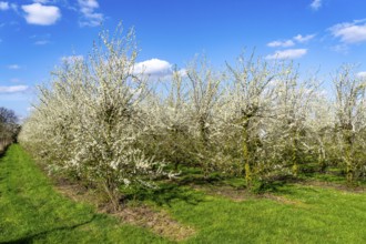 Fruit farm near Bottrop-Kirchhellen, apple trees in blossom, North Rhine-Westphalia, Germany,