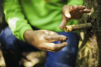 An employee of the cooperative of the traditional local population, COOMFLONA in the Tapajos