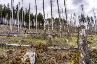 Dead spruce trees, broken by wind, lying in disarray, forest dieback in the Arnsberg Forest nature