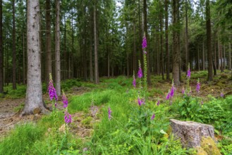 Struffelt nature reserve, forest near Roetgen-Rott, Common foxglove, Eifel, North Rhine-Westphalia,