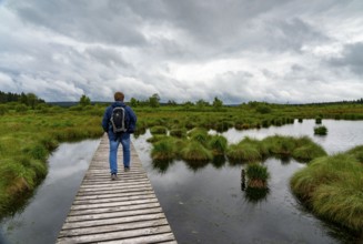 The High Fens, Brackvenn, raised bog, wooden plank hiking trail, in Wallonia, Belgium, on the