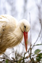 White storks, in the stork care centre Wesermarsch, near Berne, on the river Berne, up to 50 pairs