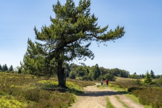 Niedersfelder Bergheide, high heath, Neuer Hagen nature reserve, landscape on the Langenberg, near