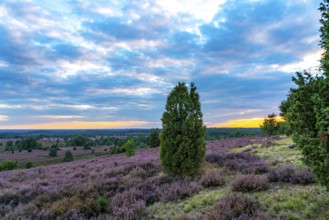 Heather blossom of the broom heather, in the Lüneburg Heath nature reserve, near Wilseder Berg,