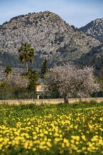 Almond blossom on Majorca, from January to March many hundreds of thousands of almond trees blossom