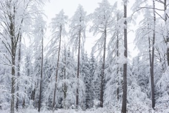 Very sparse forest due to tree dieback, winter landscape at Czorneboh, Upper Lusatia, Saxony,