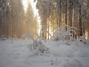 Forest in hoarfrost in the light of the setting sun, Grod, Lindenberg, Beinwil, Freiamt, Canton