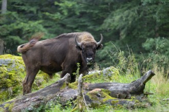 Wisent (Bison bonasus) bull in near-natural habitat, eats grass, captive, Germany, Europe