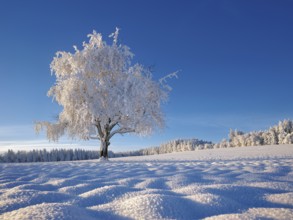 Tree in hoarfrost against a blue sky, Grod, Lindenberg, Beinwil, Freiamt, Canton Aargau,