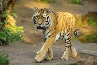 A tiger walks through the natural environment in the soft light of dusk, Siberian tiger (Panthera