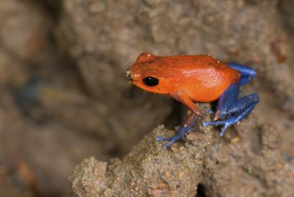 Strawberry poison-dart frog or blue jeans poison frog (Oophaga pumilio), Costa Rica, Central