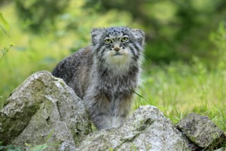 Manul (Otocolobus manul), Pallas's cat, adult, alert