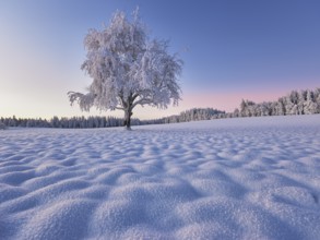 Tree in hoarfrost at dusk, Grod, Lindenberg, Beinwil, Freiamt, Canton Aargau, Switzerland, Europe