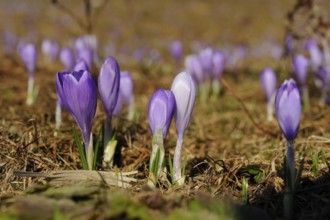 Purple crocuses on natural ground in a spring landscape, lily of the valley (Convallaria majalis),