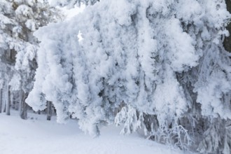 Thick hoarfrost on the fir branches in the snowy forest on the Auersberg, Eibenstock, Erzgebirge,