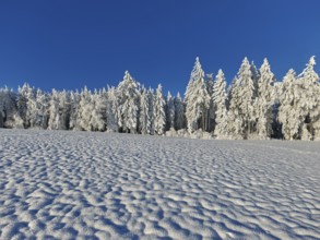 Forest in hoarfrost against a blue sky, Grod, Beinwil. Freiamt, Canton Aargau, Switzerland, Europe