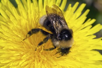 Bombus sylvestris, Forest Cuckoo Bumblebee