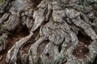 Bark structures, Primeval forest Urwald Sababurg, Weser Uplands, Weserbergland, Hesse, Germany,