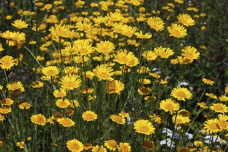 Anthemis tinctoria, dyer's chamomile, Golden Marguerite