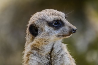 Close-up of a meerkat