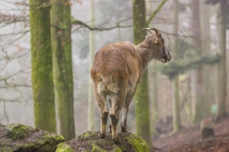 A female Himalayan Tahr (Hemitragus jemlahicus) stands in the forest on a foggy day