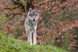 A female eurasian grey wolf (Canis lupus lupus) stands on green meadow on top of a hill. A tree in