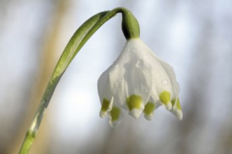 Spring Snowflake, Leucojum vernum, Spring Snowflake