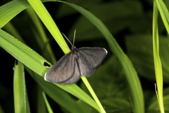 Black peeper, Odezia atrata