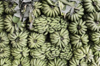 Bananas for sale, Mysore, Karnataka, South India, Dense arrangement of green banana plants on a