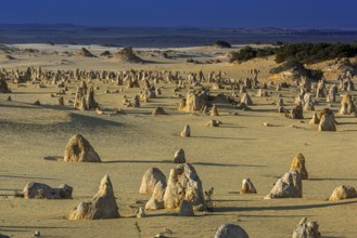 Pinnacles Desert, Nambung National Park, Kalbarri Region, Western Australia, Australia, Oceania