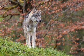 A female eurasian grey wolf (Canis lupus lupus) stands on green meadow on top of a hill. A tree in