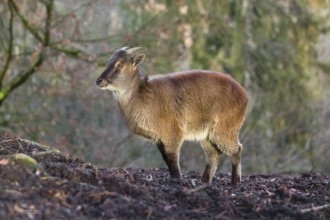 A female Himalayan Tahr (Hemitragus jemlahicus) stands on a forest edge. In the background is a