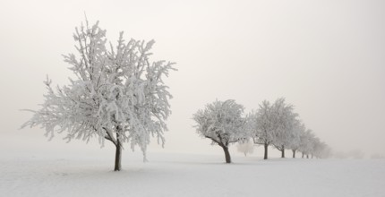 Deeply snow-covered row of trees in the fog, Horben, Lindenberg, Freiamt, Canton Aargau,