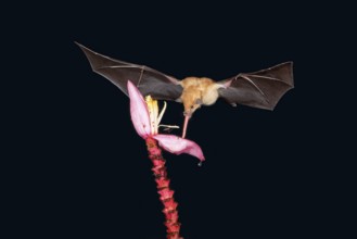 Orange nectar bat (Lonchophylla robusta) hovering and drinking the nectar from a wild red banana